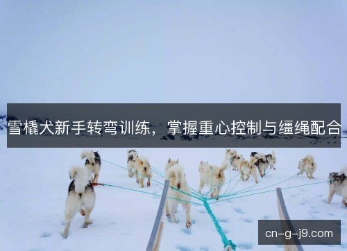 雪橇犬新手转弯训练，掌握重心控制与缰绳配合